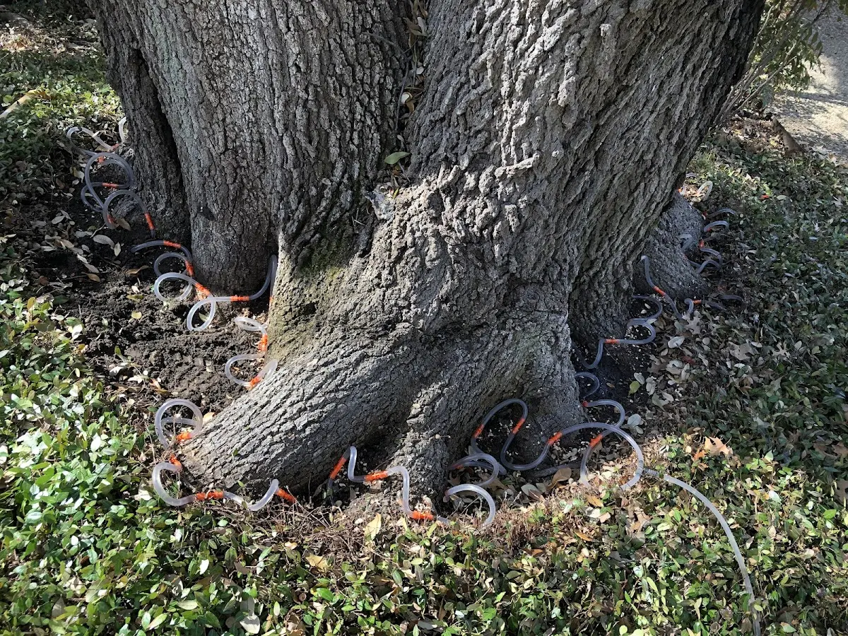 Detailed Shrub and Hedge Trimming job site in Leland