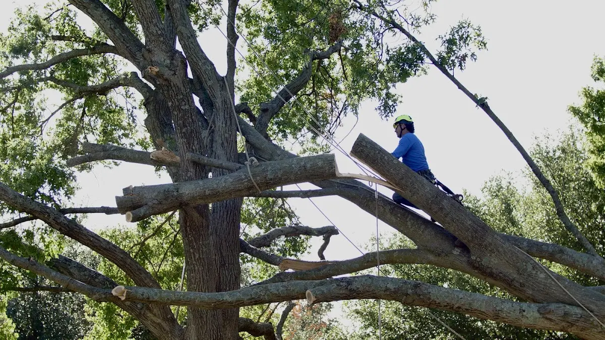Professional Hazardous Tree Removal performed by certified arborists in Leland
