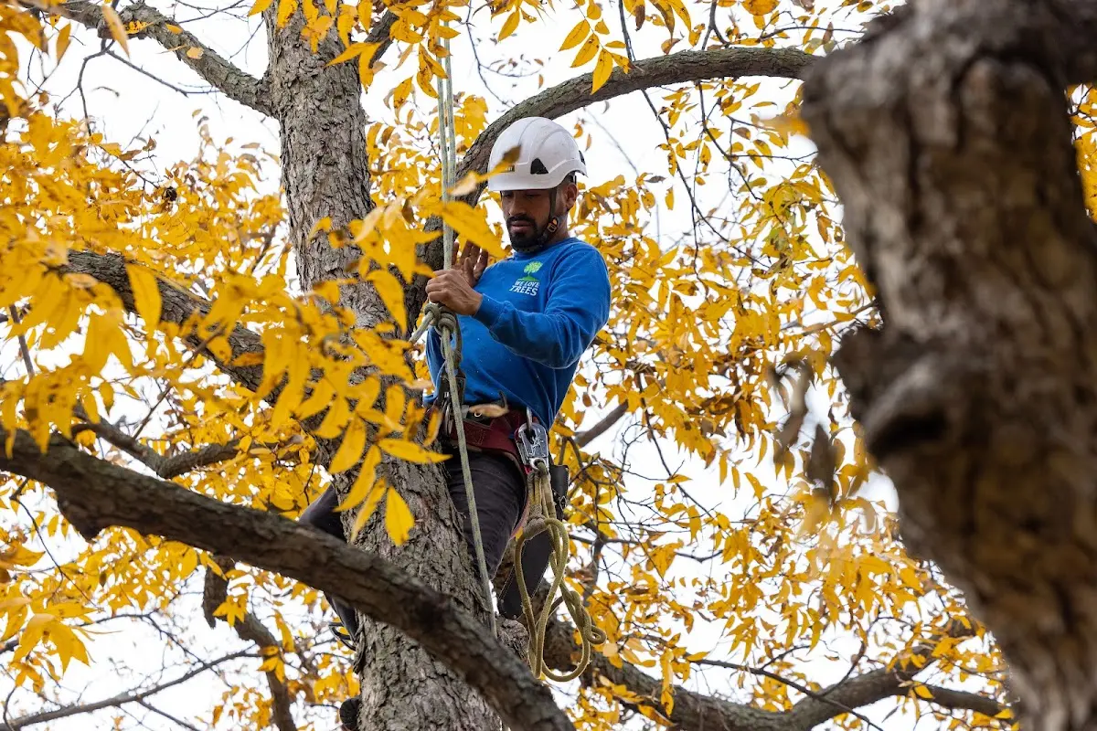 Skilled Dead Tree Removal crew working in Leland